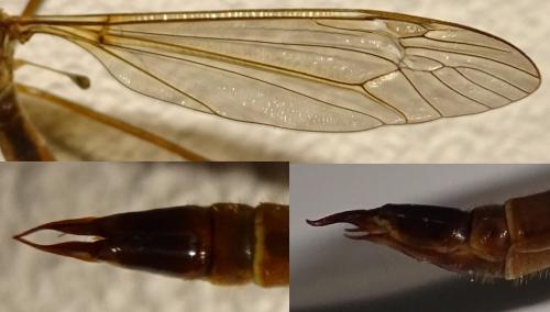 Tipula livida